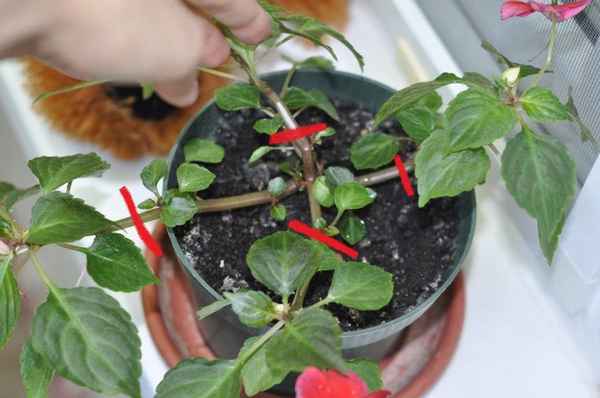 Как обрезать бальзамин в домашних условиях?