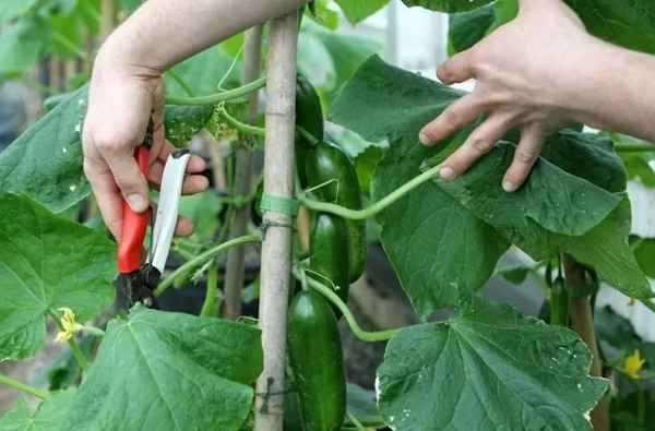 Как обрезать листья у огурцов?