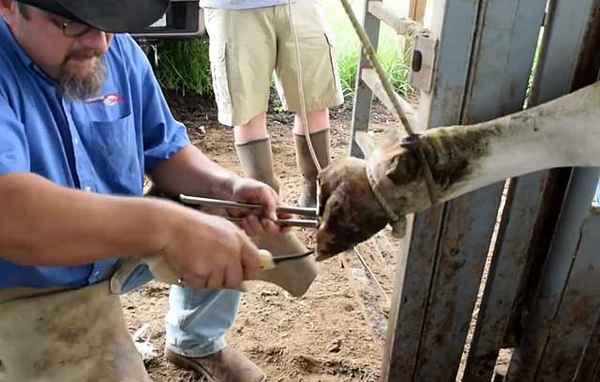 Как обрезать рога у коровы?