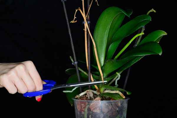 Как правильно обрезать орхидею после цветения?