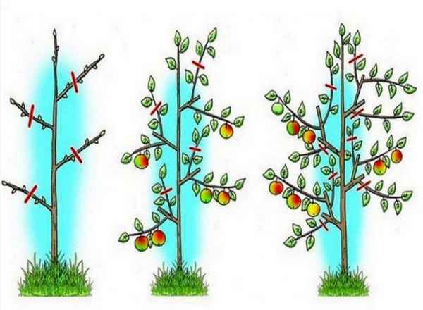 Как и когда правильно обрезать плодовые деревья?