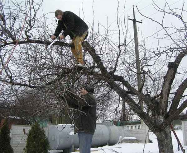 Можно ли обрезать яблоню зимой?
