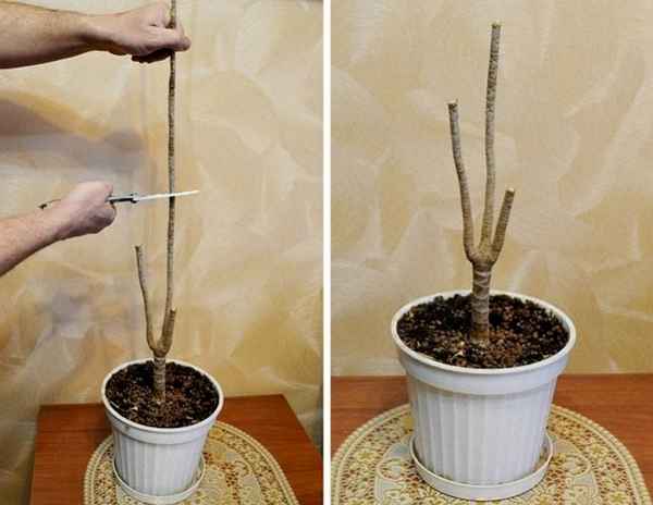 Как правильно обрезать драцену для ветвления?