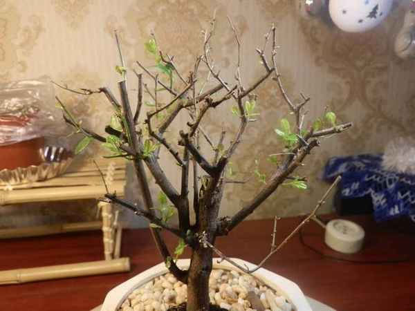 Как правильно обрезать азалию?