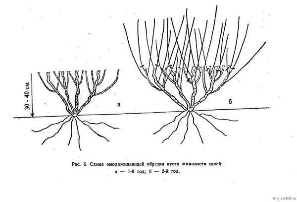 Как правильно обрезать жимолость?
