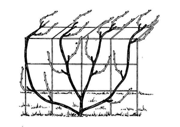 Как правильно обрезать виноград Изабелла осенью?