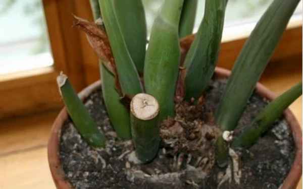 Как обрезать замиокулькас в домашних условиях?