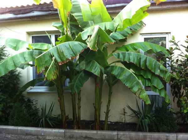 Банановая пальма посадка уход в открытом грунте