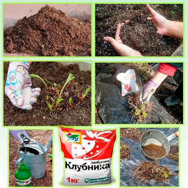 Какое удобрение вносить при посадке клубники осенью?