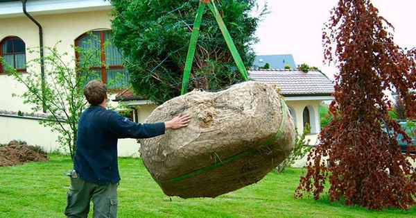 Посадка взрослых деревьев