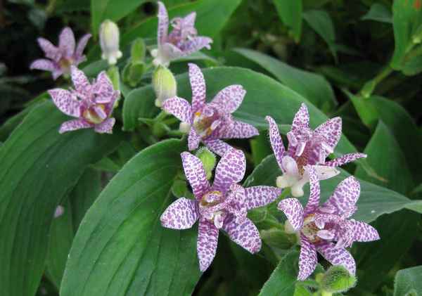 Трициртис посадка и уход в открытом грунте