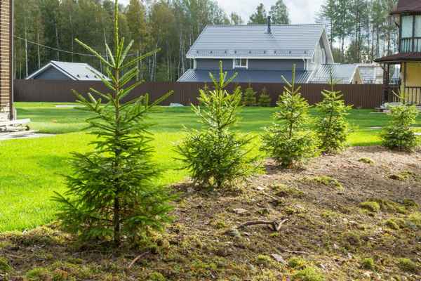 Посадка елей на дачном участке