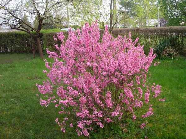 Миндаль степной посадка и уход