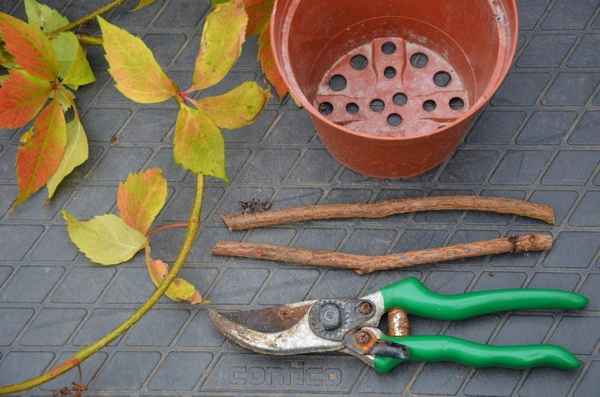 Посадка девичьего винограда осенью черенками