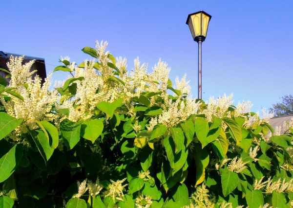 Гречиха сахалинская посадка и уход