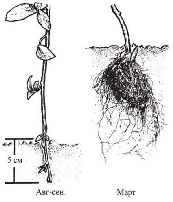 Малина Кумберленд посадка и уход размножение