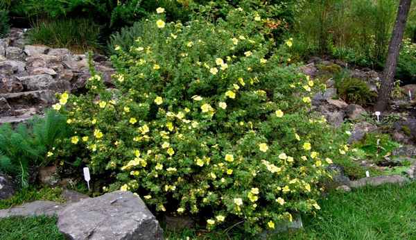 Курильский чай кустарниковый посадка и уход