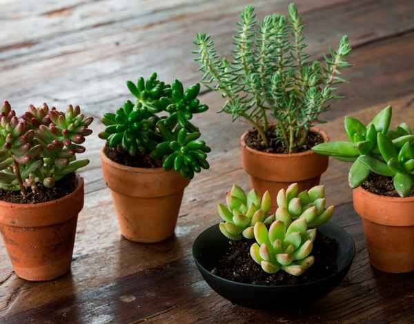 Седум посадка и уход в домашних условиях