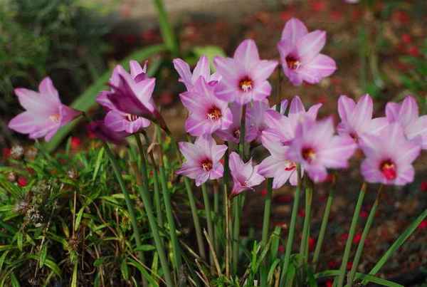 Габрантус мощный посадка и уход