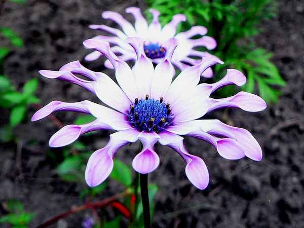 Капская маргаритка посадка и уход