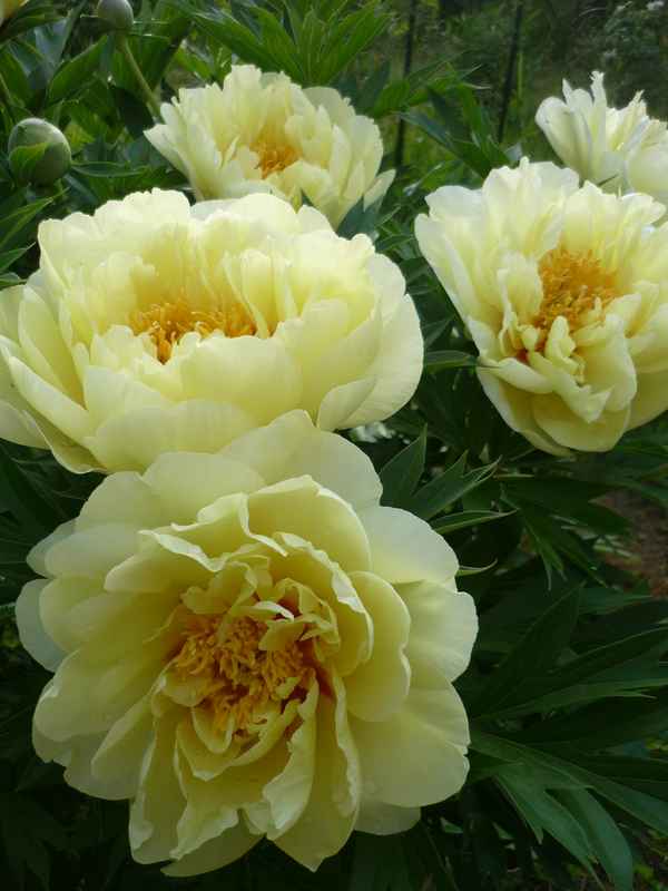 Пион ито гибрид бартзелла посадка и уход