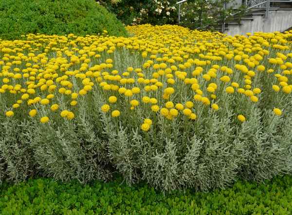 Сантолина посадка и уход в открытом грунте