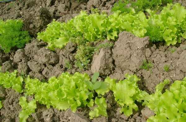 Сорта салатов для посадки в открытый грунт