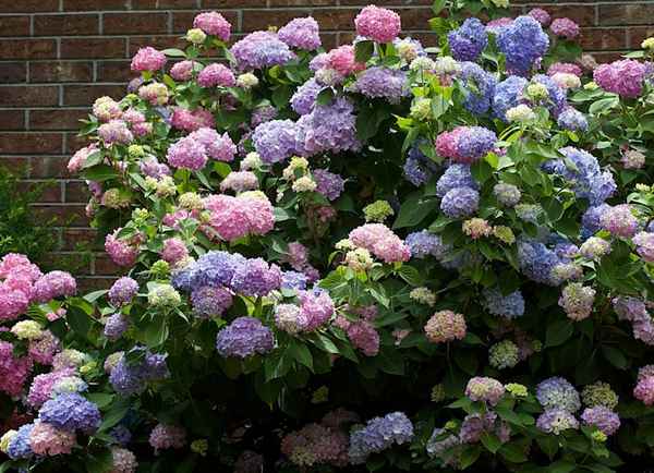 Гортензия бесконечное лето посадка и уход