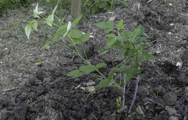 Ежемалина садовая посадка и уход осенью