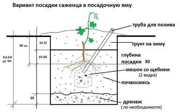 Подготовка почвы для посадки винограда осенью