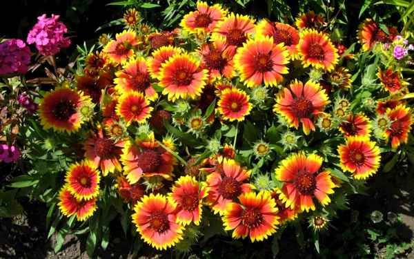 Гайлардия однолетняя посадка и уход