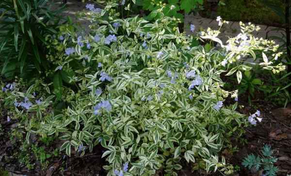 Синюха пестролистная посадка и уход