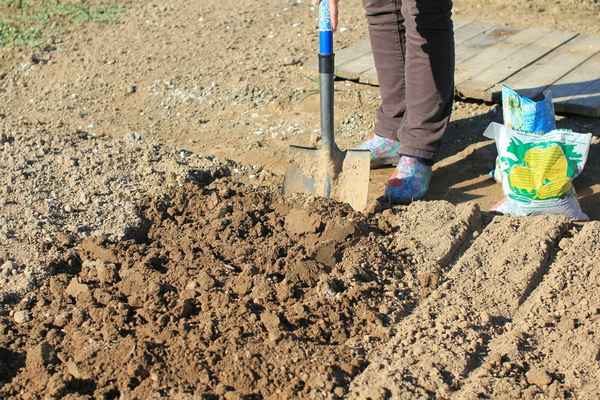 Подготовка почвы для посадки озимого чеснока