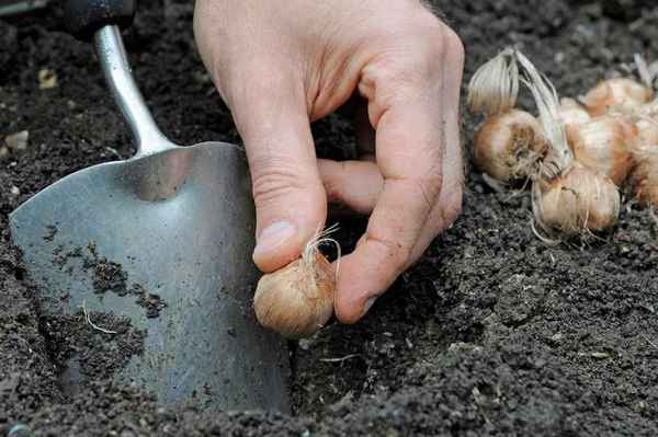 Посадка крокусов осенью когда и как посадить?