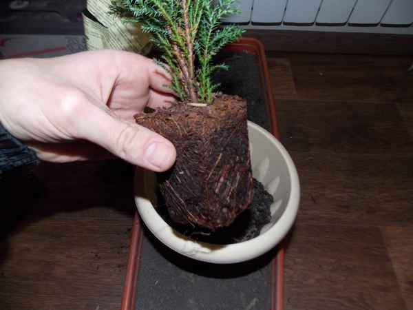 Посадка и уход за кипарисовиком