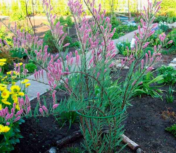 Мирикария лисохвостная посадка и уход