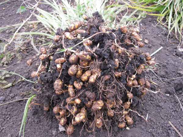 Орех чуфа посадка и уход