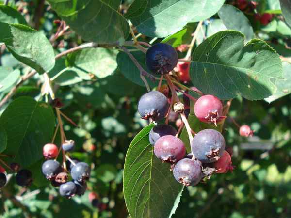 Ирга посадка и уход полезные свойства