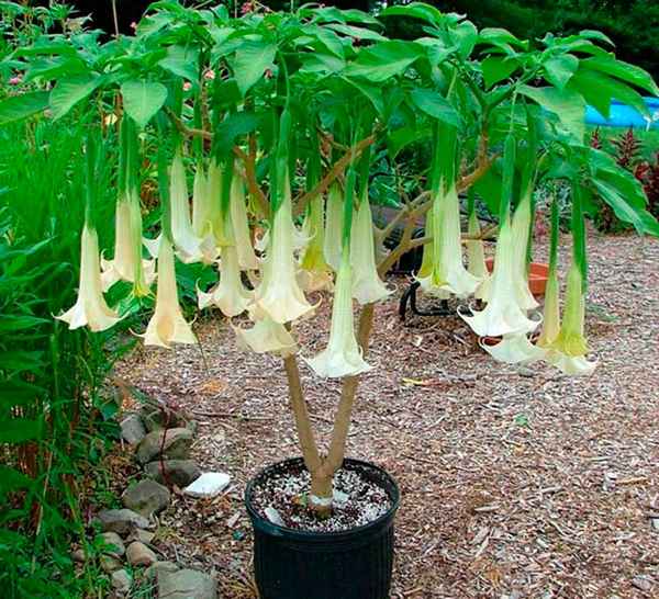 Бругмансия посадка и уход в открытом грунте