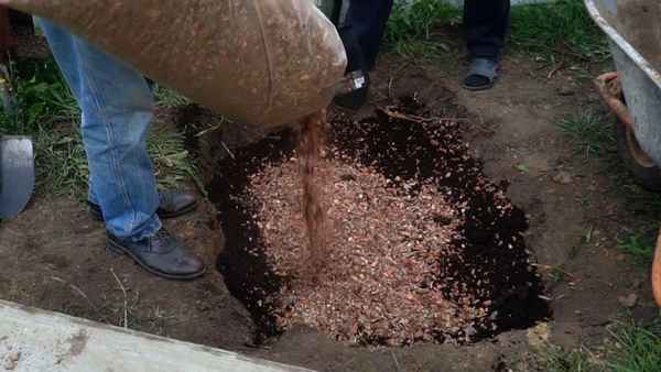 Подготовка почвы для посадки гoлyбики