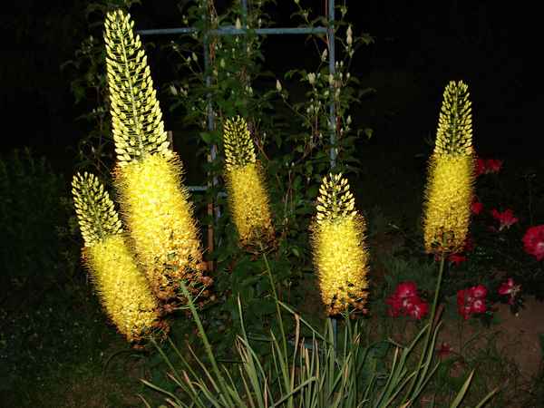 Эремурус бунге посадка и уход