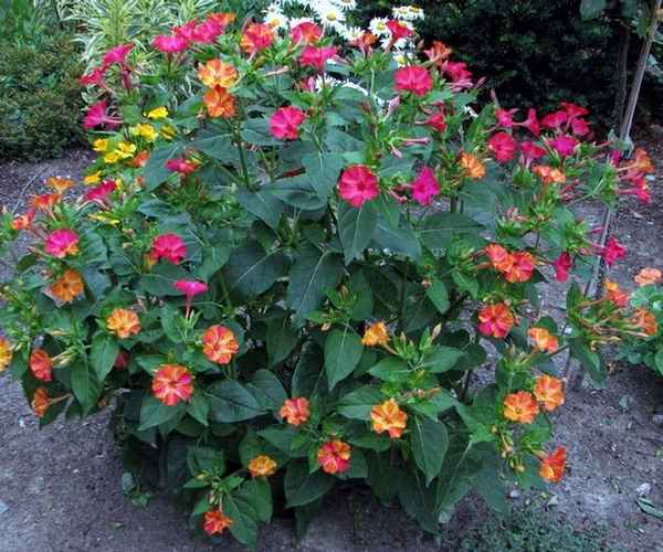 Мирабилис посадка и уход в открытом грунте