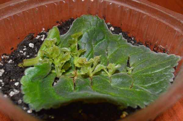 Посадка фиалки из листочка