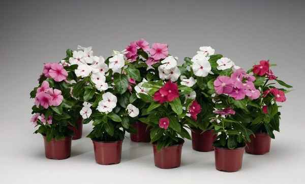 Катарантус посадка и уход в домашних условиях