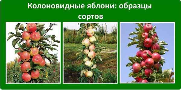 Колоновидная яблоня посадка и уход в Сибири