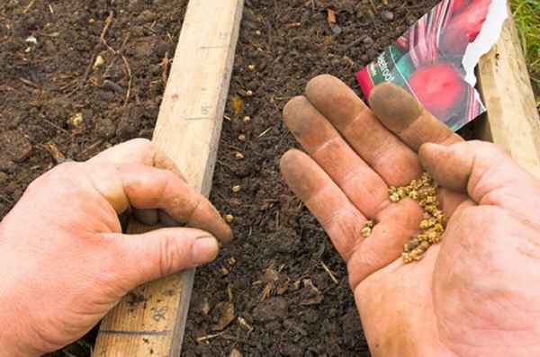 Как посадить свеклу в открытый грунт семенами?