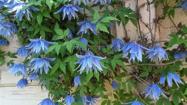 Княжики посадка и уход в открытом грунте