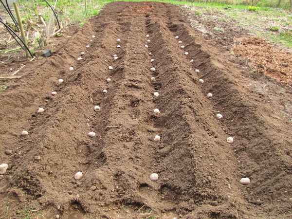 Способы посадки картофеля вручную
