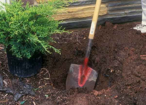 Как посадить можжевельник в открытый грунт осенью?