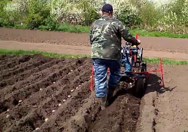Посадка и обработка картофеля мотоблоком